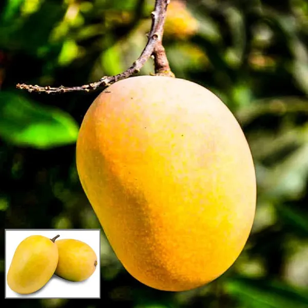 Anwar_Ratol_Rataul_Mango_Aam_Grafted_Fruit_Plant