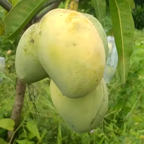 Anwar_Ratol_Rataul_Mango_Aam_Grafted_Fruit_Plant