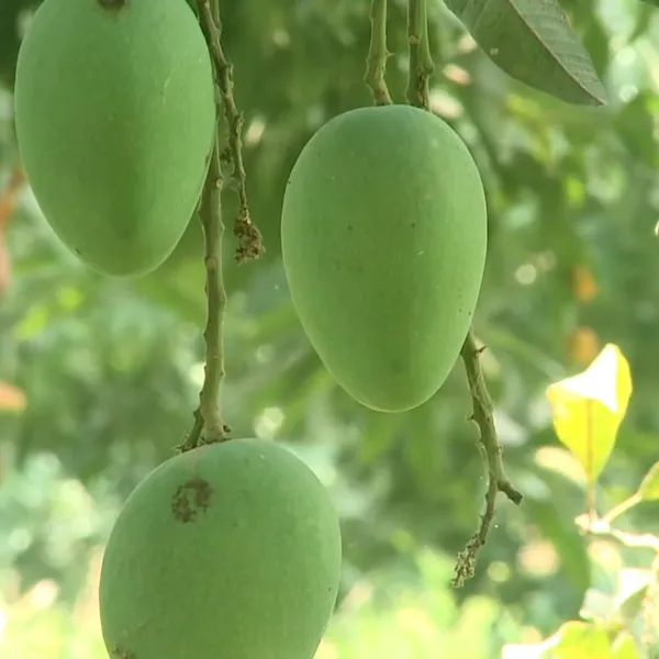 Anwar_Ratol_Rataul_Mango_Aam_Grafted_Fruit_Plant