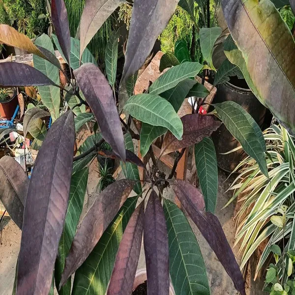 Black_Stone_Mango_Aam_Grafted_Fruit_Plant