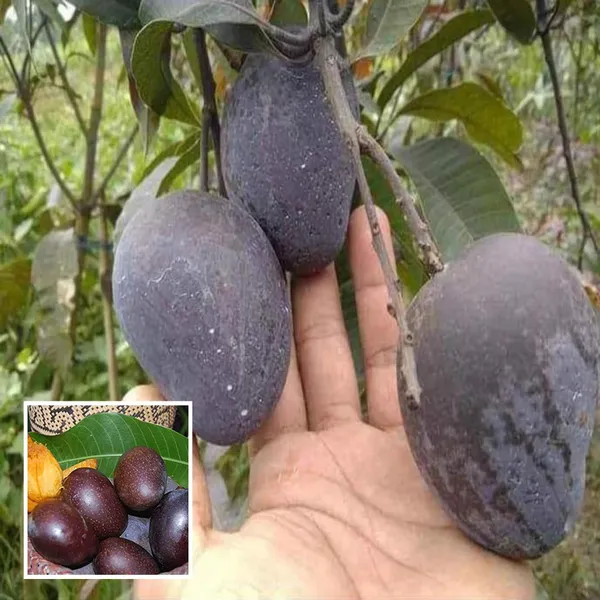 Black_Stone_Mango_Aam_Grafted_Fruit_Plant