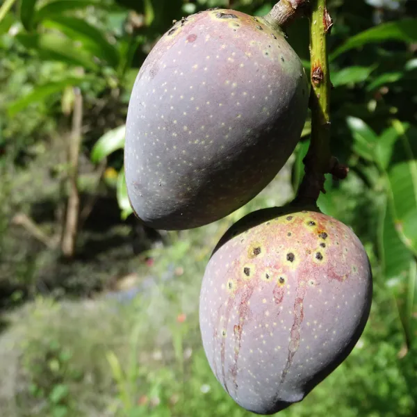 Black_Stone_Mango_Aam_Grafted_Fruit_Plant
