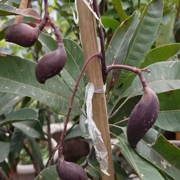 Black_Stone_Mango_Aam_Grafted_Fruit_Plant
