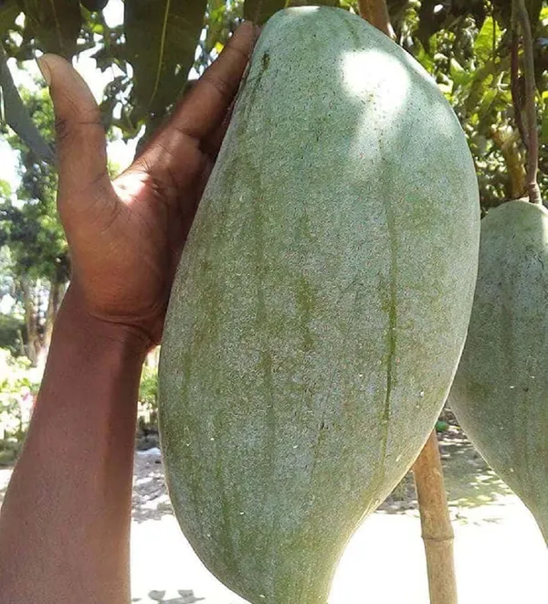 Brunei_King_Mango_Aam_Grafted_Fruit_Plant