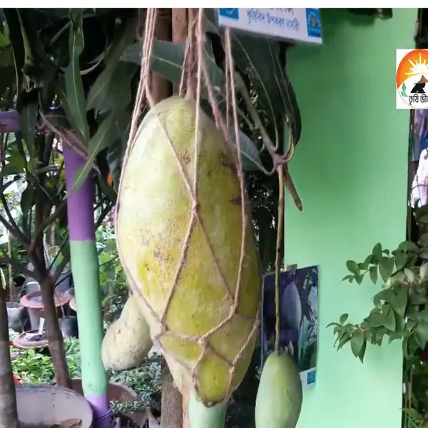 Brunei_King_Mango_Aam_Grafted_Fruit_Plant