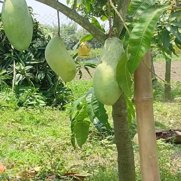 Brunei_King_Mango_Aam_Grafted_Fruit_Plant