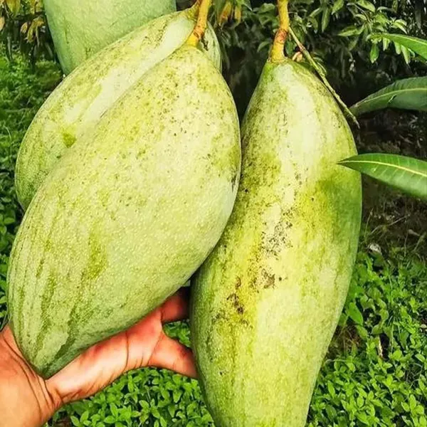 Brunei_King_Mango_Aam_Grafted_Fruit_Plant