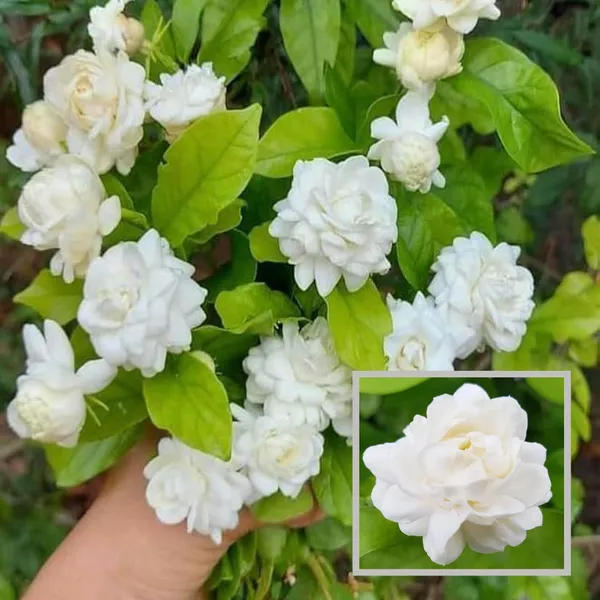 Bel_Arabian_Jasmine_Fragrant_Flower_Plant