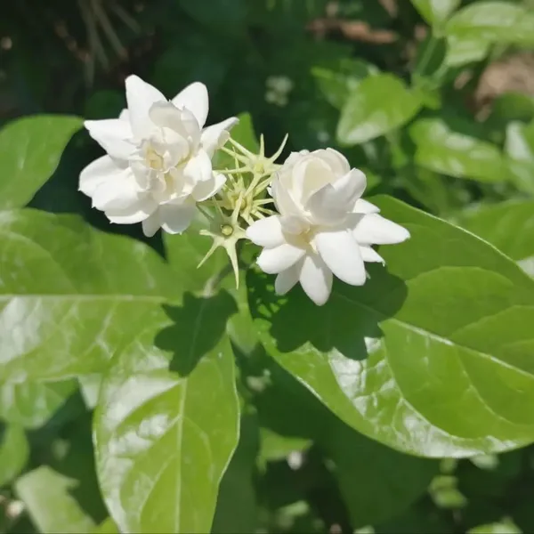 Bel_Arabian_Jasmine_Fragrant_Flower_Plant