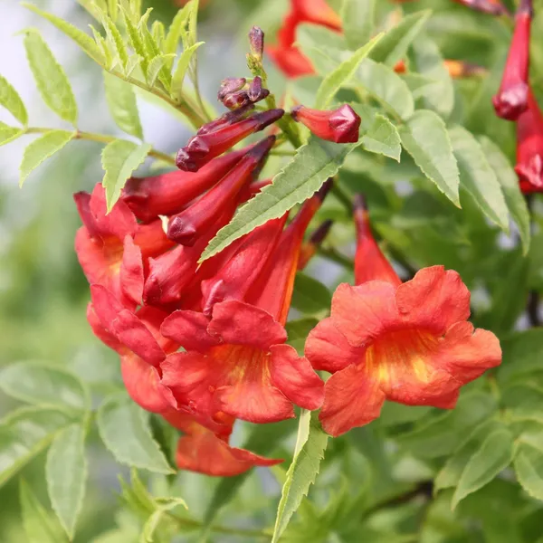 Red_Colour_Tecoma_Climbers_Flower_Plant
