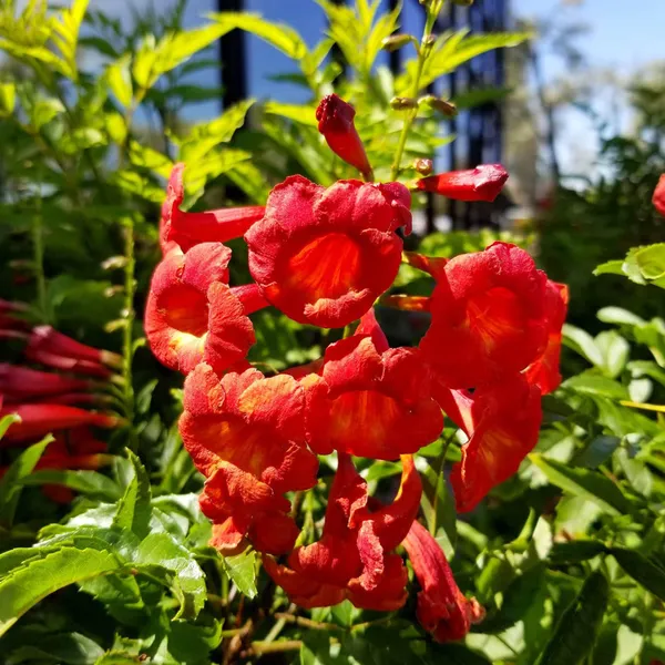 Red_Colour_Tecoma_Climbers_Flower_Plant