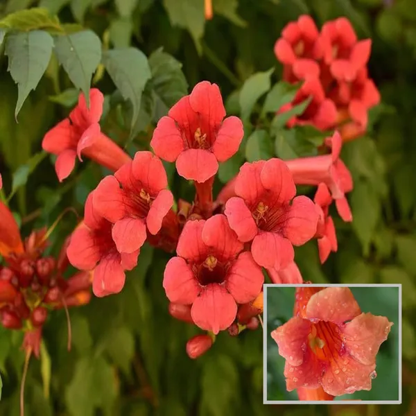 Red_Colour_Tecoma_Climbers_Flower_Plant