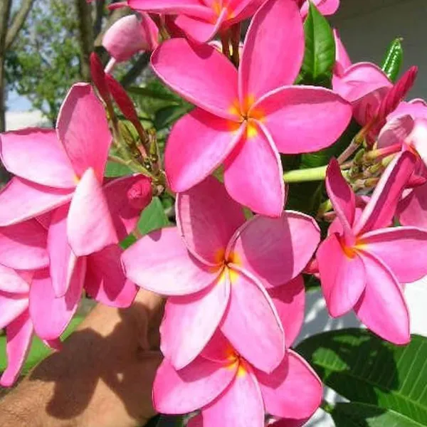 Pink_Colour_Kat_Champa_Champa_Plumeria_Flower_Plant