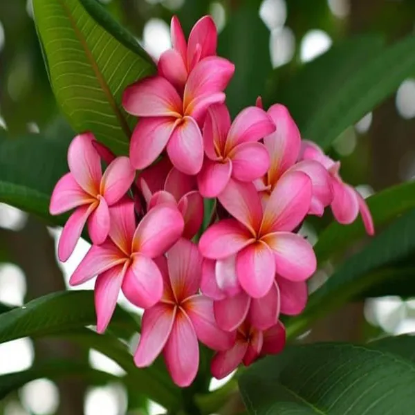Pink_Colour_Kat_Champa_Champa_Plumeria_Flower_Plant