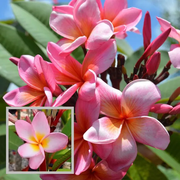 Pink_Colour_Kat_Champa_Champa_Plumeria_Flower_Plant