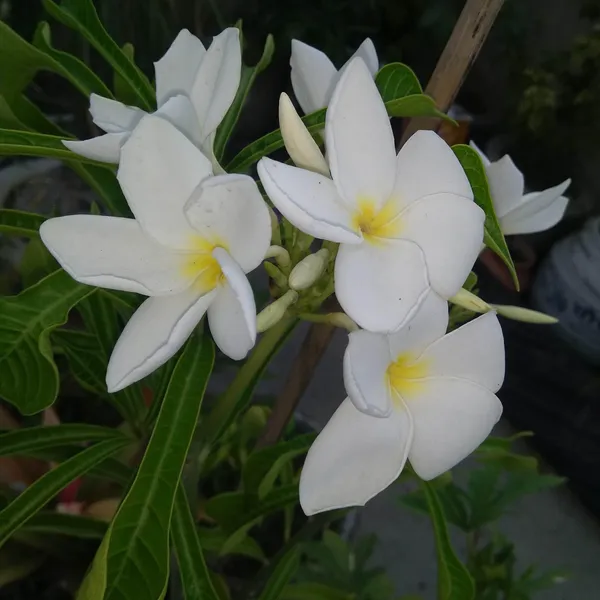 Nag_Champa_Champa_Plumeria_Flower_Plant