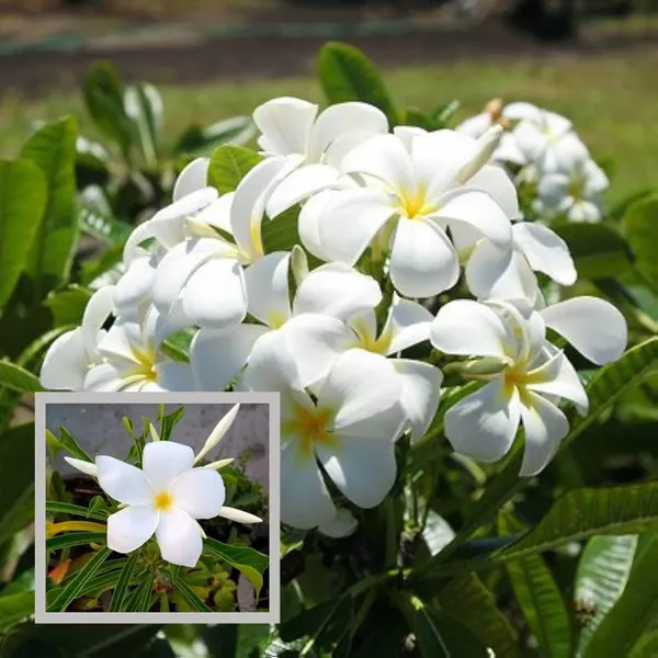 Nag_Champa_Champa_Plumeria_Flower_Plant