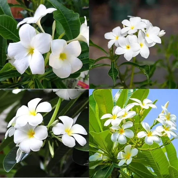 Nag_Champa_Champa_Plumeria_Flower_Plant