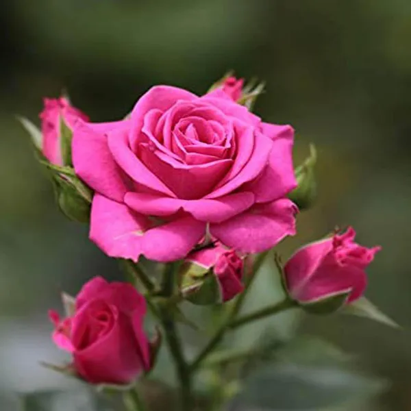 Pink_Colour_Rose_Fragrant_Flower_Plant