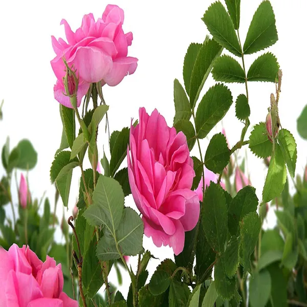 Pink_Colour_Rose_Fragrant_Flower_Plant