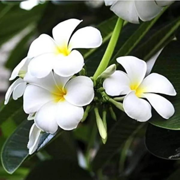 White_Colour_Kat_Champa_Champa_Plumeria_Flower_Plant