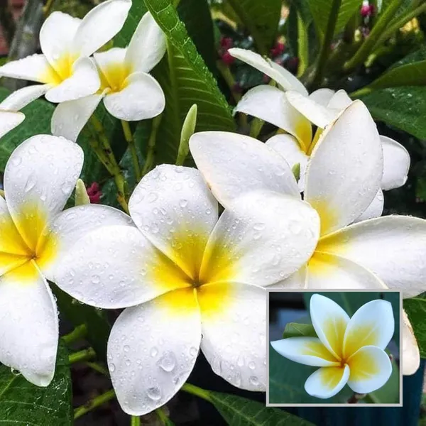 White_Colour_Kat_Champa_Champa_Plumeria_Flower_Plant