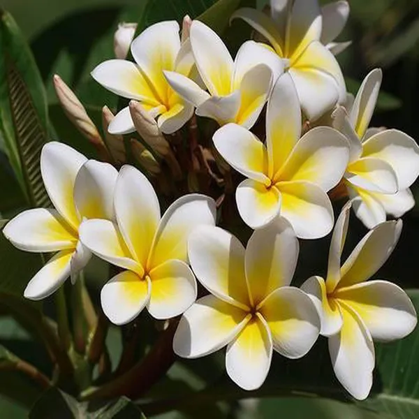 White_Colour_Kat_Champa_Champa_Plumeria_Flower_Plant