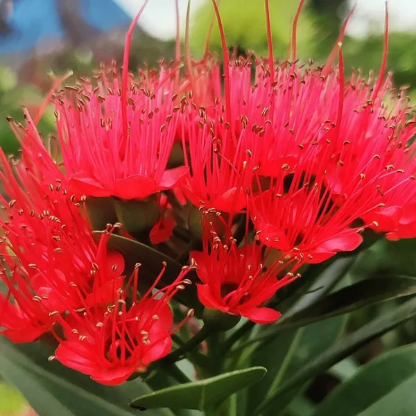 Red_Colour_First_Love_Flower_Plant