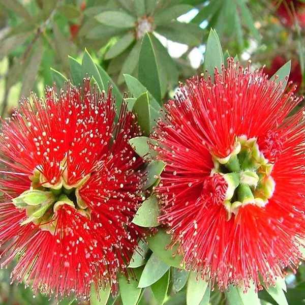 Red_Colour_First_Love_Flower_Plant