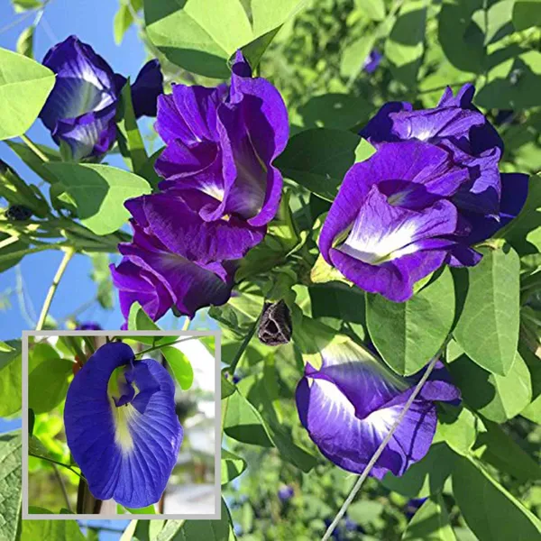 Nill_Kantho_Aparajita_Flower_Plant