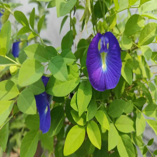 Nill_Kantho_Aparajita_Flower_Plant