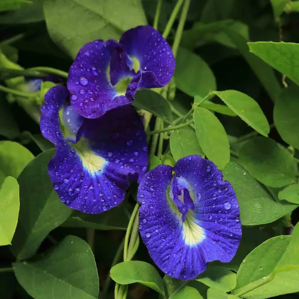 Nill_Kantho_Aparajita_Flower_Plant