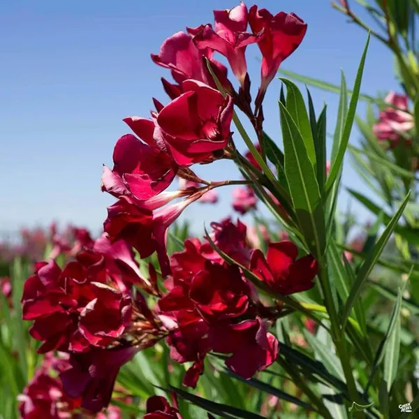 Red_Colour_Oleander_Kaner_Korobi_Flower_Plant