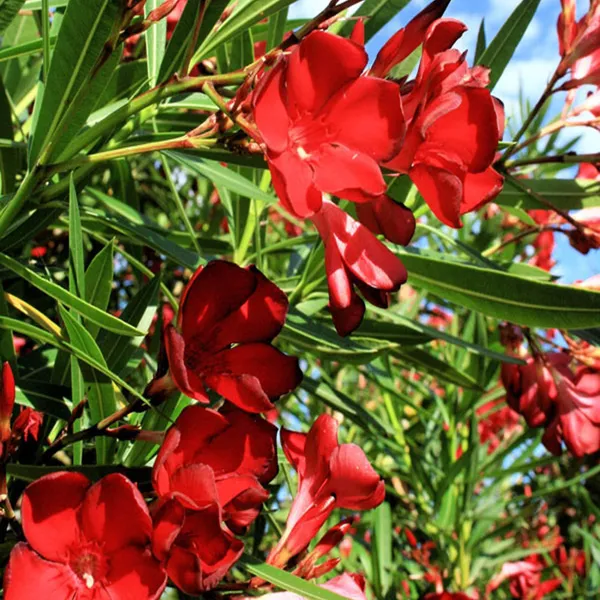 Red_Colour_Oleander_Kaner_Korobi_Flower_Plant