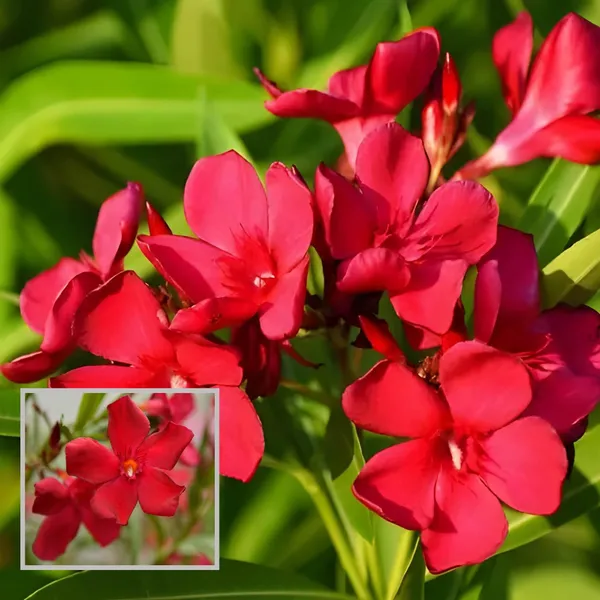 Red_Colour_Oleander_Kaner_Korobi_Flower_Plant
