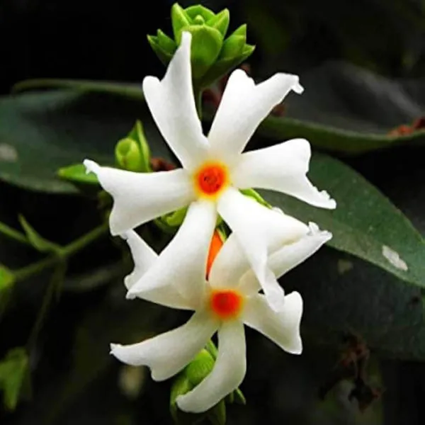 Seuli_Parijat_Flower_Plant