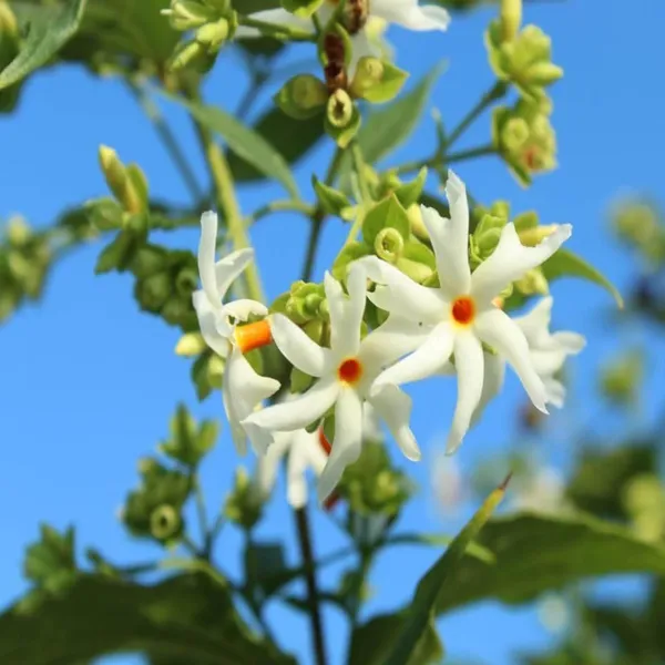 Seuli_Parijat_Flower_Plant