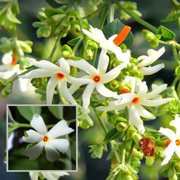 Seuli_Parijat_Flower_Plant