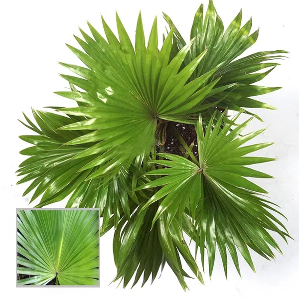 Chinese_Fan_Palm_Ornamental_Plant