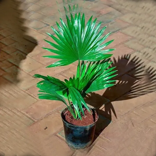 Chinese_Fan_Palm_Ornamental_Plant