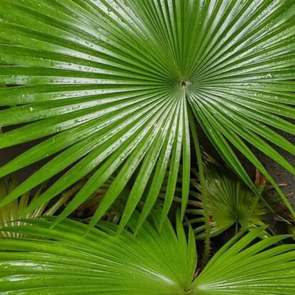 Chinese_Fan_Palm_Ornamental_Plant