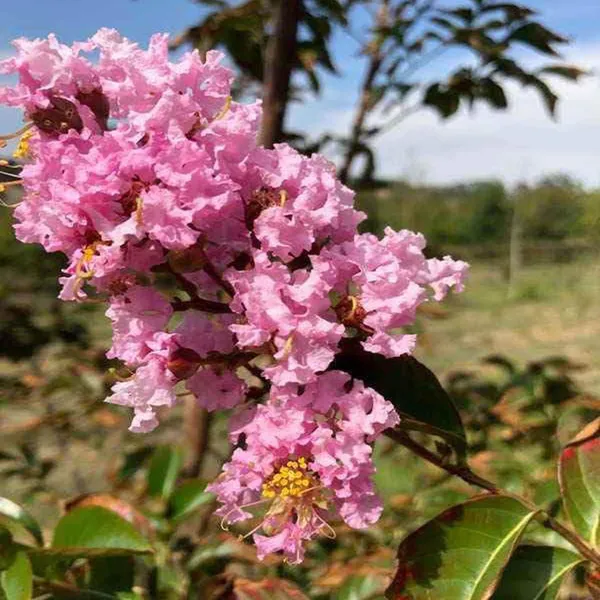 Pink_Colour_Furush_Flower_Plant