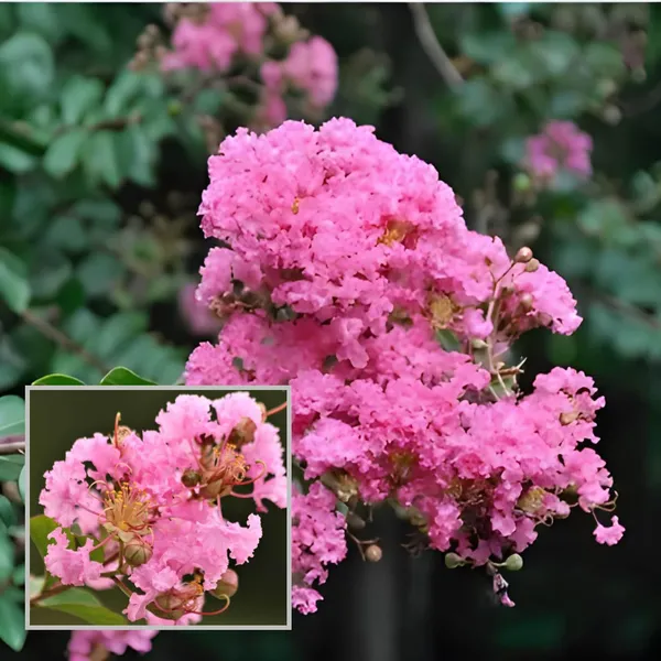 Pink_Colour_Furush_Flower_Plant