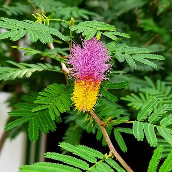Shami_Plant