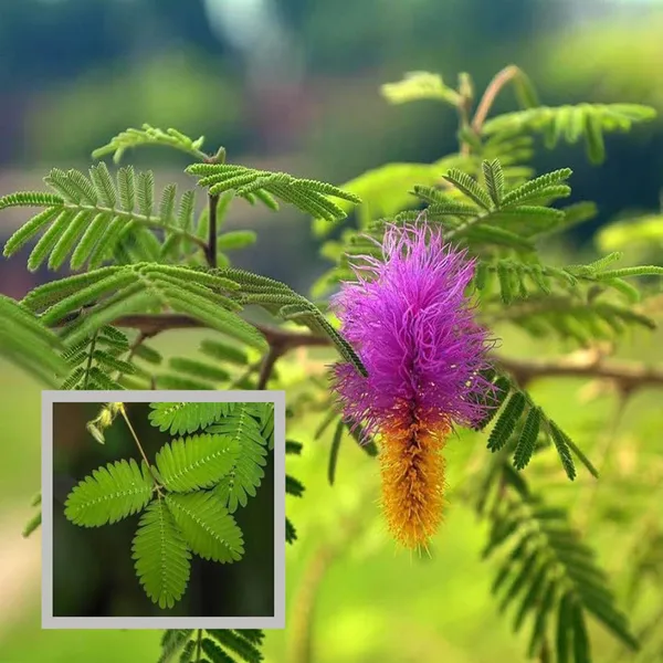 Shami_Plant
