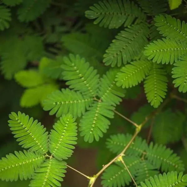 Shami_Plant