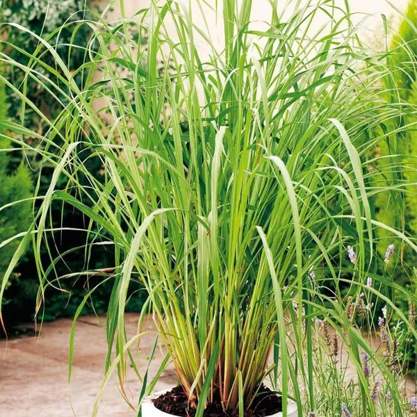 Lemon_Grass_Plant