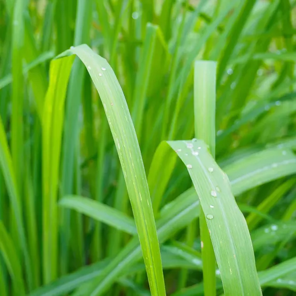 Lemon_Grass_Plant