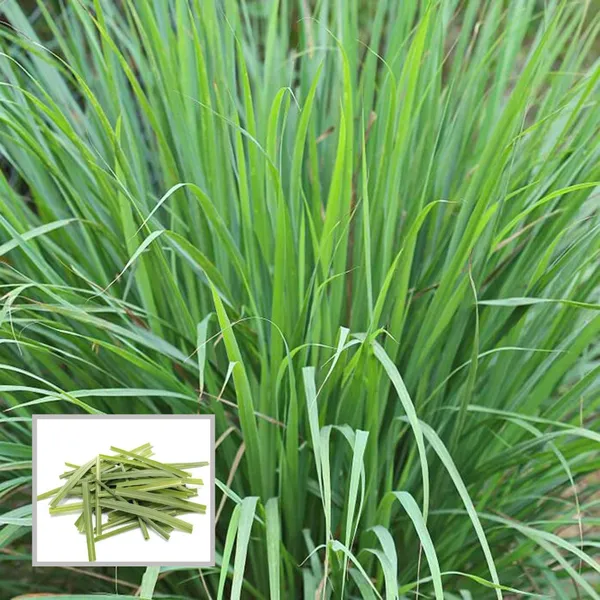 Lemon_Grass_Plant