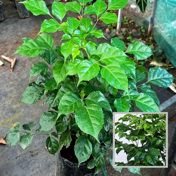 China_Doll_Ornamental_Plant
